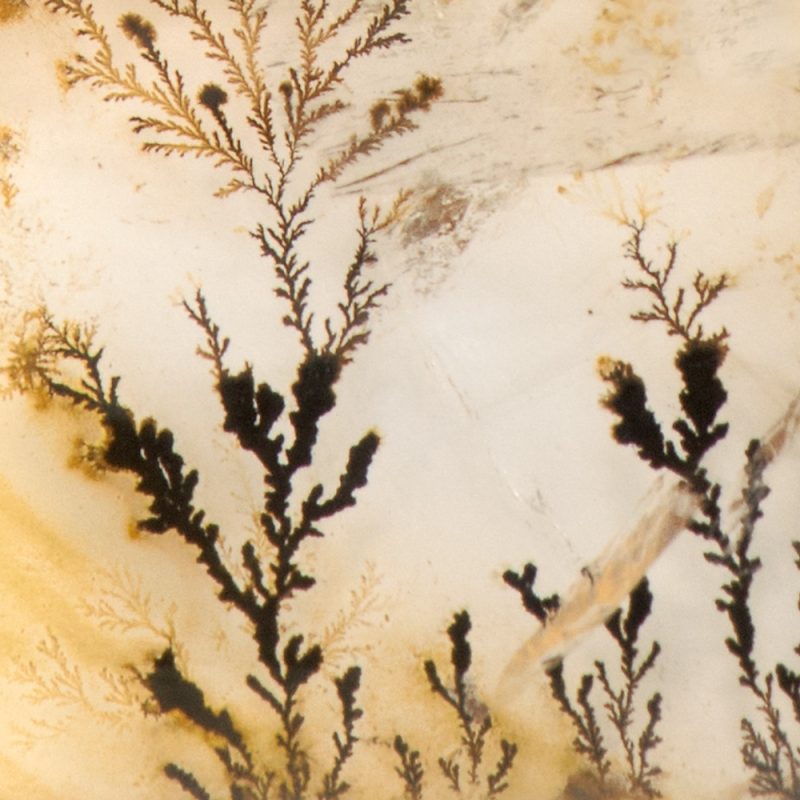 An image of dendritic inclusions